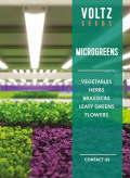 microgroenten